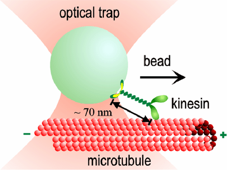 A schematic of a kinesin experiment