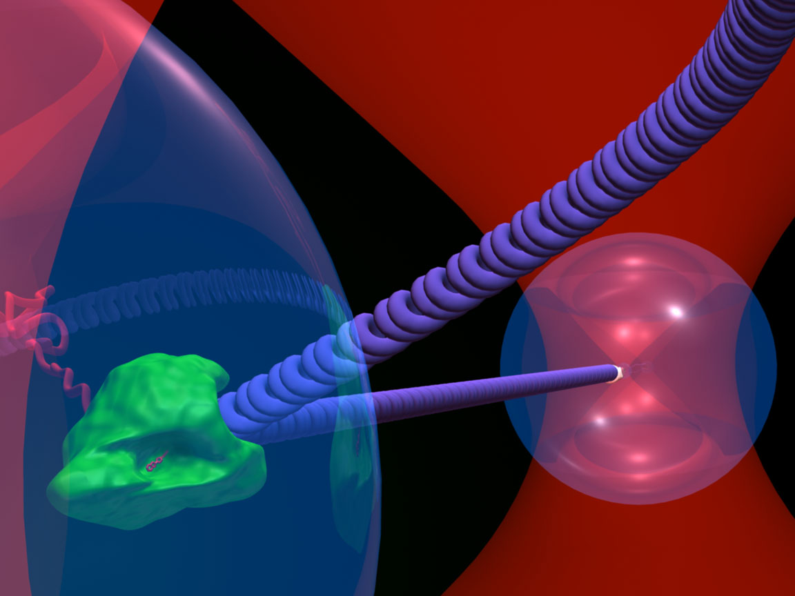 A artist's impression of an RNA polymerase optical tweezers experiment