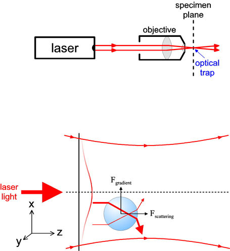 A diagram showing the basics principles of an optical trap
